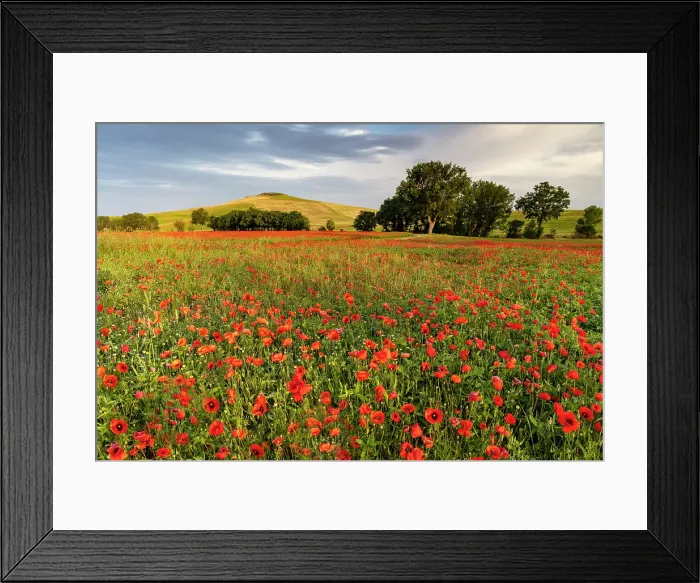 Framed Print : Poppy field bathed in evening light, near San Quirico d'Orcia, Tuscany, Italy Framed Print : Poppy field bathed in evening light, near San Quirico d'Orcia, Tuscany, Italy