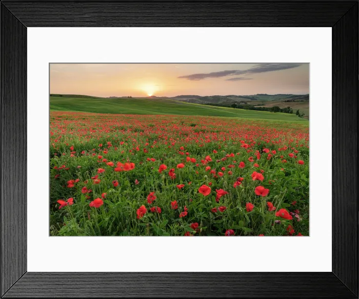 Framed Print : Poppy field at sunrise, near San Quirico d'Orcia, Tuscany, Italy Framed Print : Poppy field at sunrise, near San Quirico d'Orcia, Tuscany, Italy