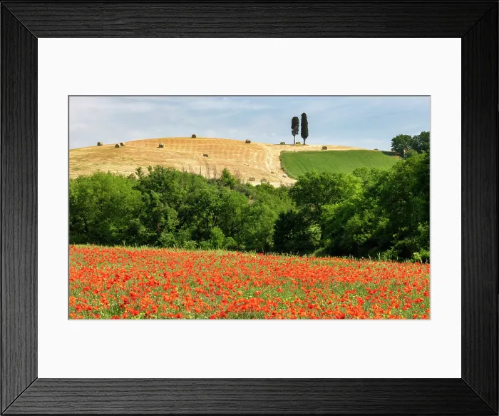 Framed Print : Poppy field and cypress trees, near San Quirico d'Orcia, Tuscany, Italy Framed Print : Poppy field and cypress trees, near San Quirico d'Orcia, Tuscany, Italy
