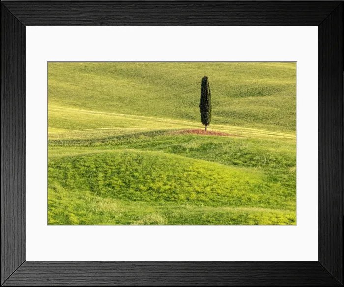 Framed Print : Cypress tree and green field, Val d'Orcia, near Pienza, Tuscany, Italy Framed Print : Cypress tree and green field, Val d'Orcia, near Pienza, Tuscany, Italy