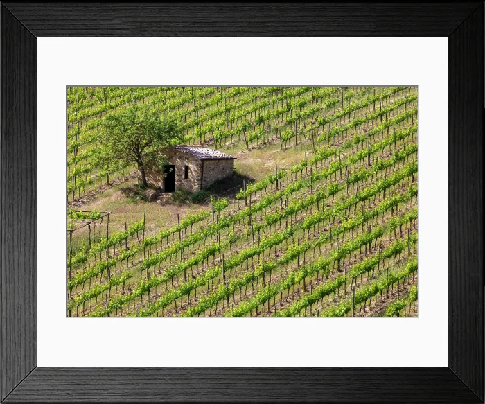 Framed Print : Vines and old stone barn, near Montalcino, Tuscany, Italy Framed Print : Vines and old stone barn, near Montalcino, Tuscany, Italy