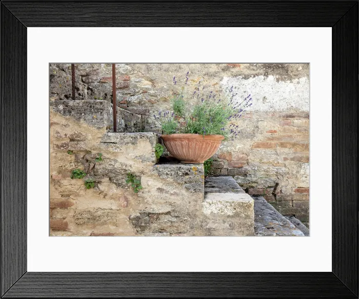 Framed Print : Old stone steps with lavendar plant in terracotta bowl, Lucignano d'Asso, Province of Siena, Tuscany, Italy Framed Print : Old stone steps with lavendar plant in terracotta bowl, Lucignano d'Asso, Province of Siena, Tuscany, Italy