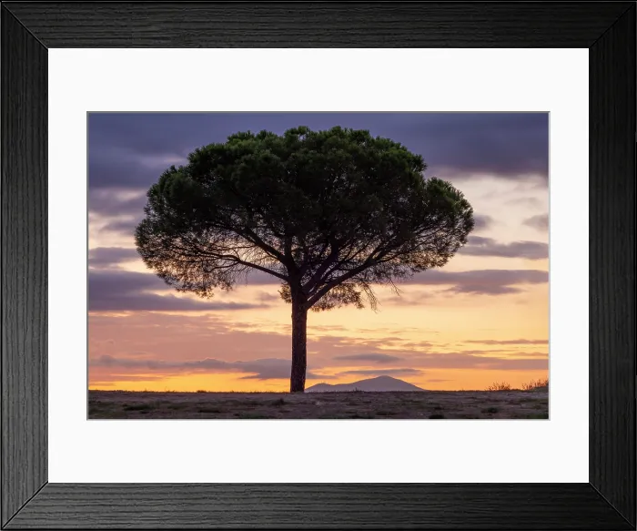 Framed Print : Umbrella piune tree in silhouette at sunset, , Val d'Orcia, near San Quirico d'Orcia, Tuscany, Italy