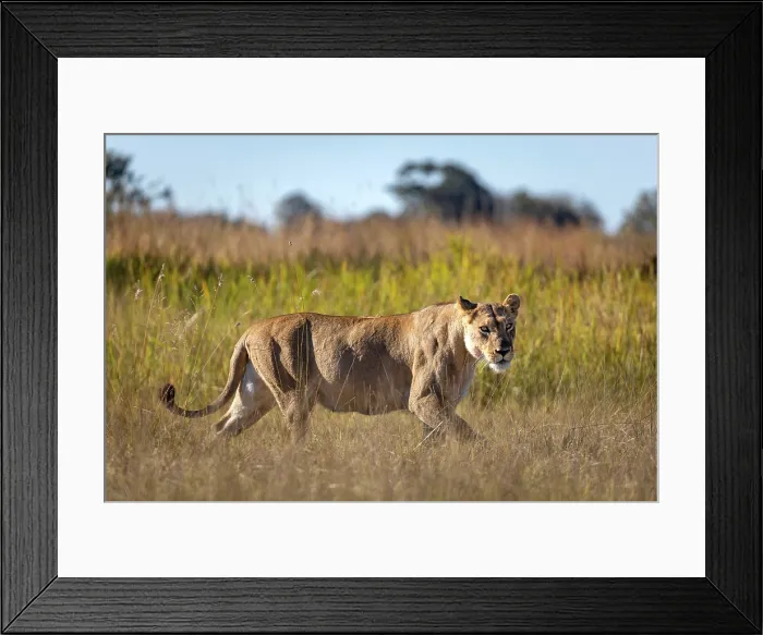 Framed Print : A lioness prowling, Okavango Delta, Botswana Framed Print : A lioness prowling, Okavango Delta, Botswana