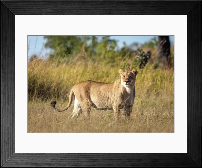 Framed Print : A lioness on alert, Okavango Delta, Botswana Framed Print : A lioness on alert, Okavango Delta, Botswana