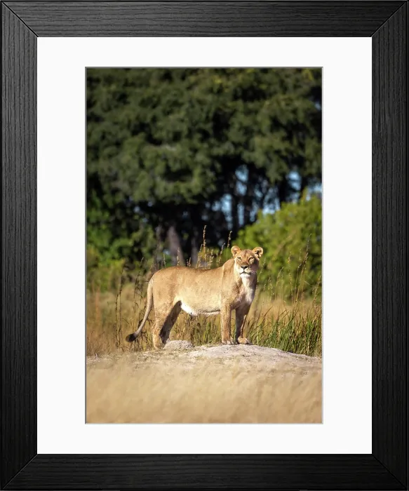 Framed Print : A lioness on alert, Okavango Delta, Botswana Framed Print : A lioness on alert, Okavango Delta, Botswana