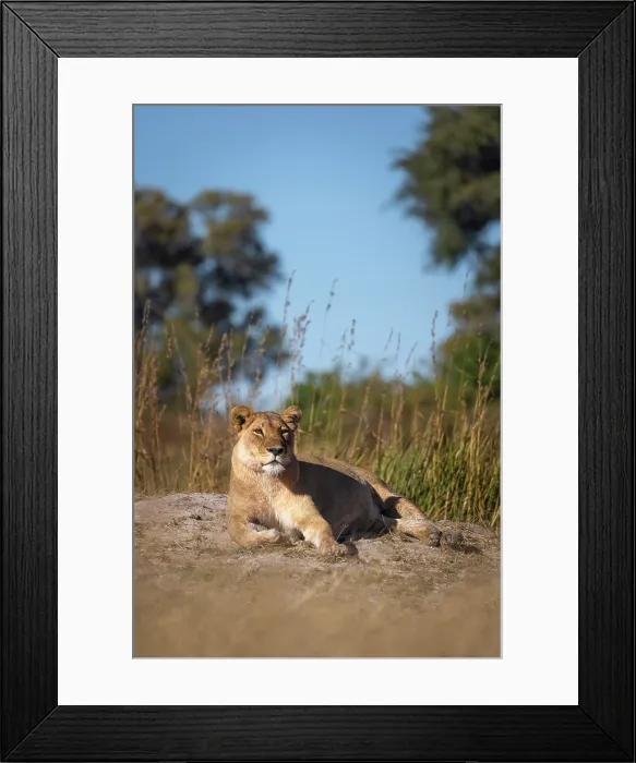 Framed Print : A resting lioness, Okavango Delta, Botswana Framed Print : A resting lioness, Okavango Delta, Botswana