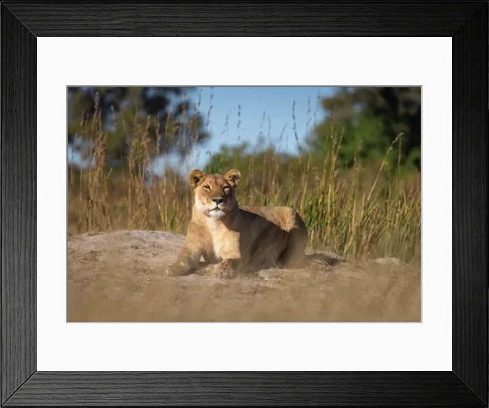 Framed Print : A resting lioness, Okavango Delta, Botswana Framed Print : A resting lioness, Okavango Delta, Botswana