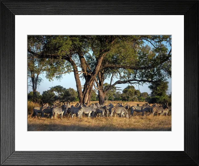 Framed Print : A herd of Zebra, Okavango Delta, Botswana Framed Print : A herd of Zebra, Okavango Delta, Botswana