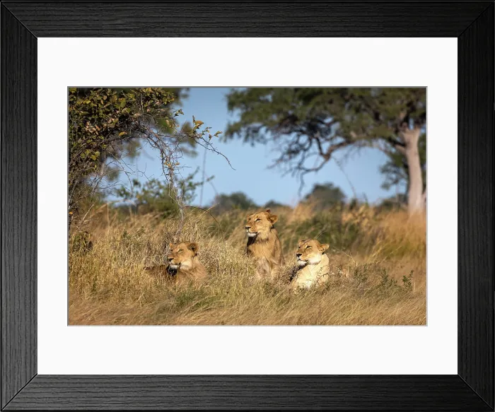 Framed Print : A lioness with her two subadult cubs, Okavango Delta, Botswana