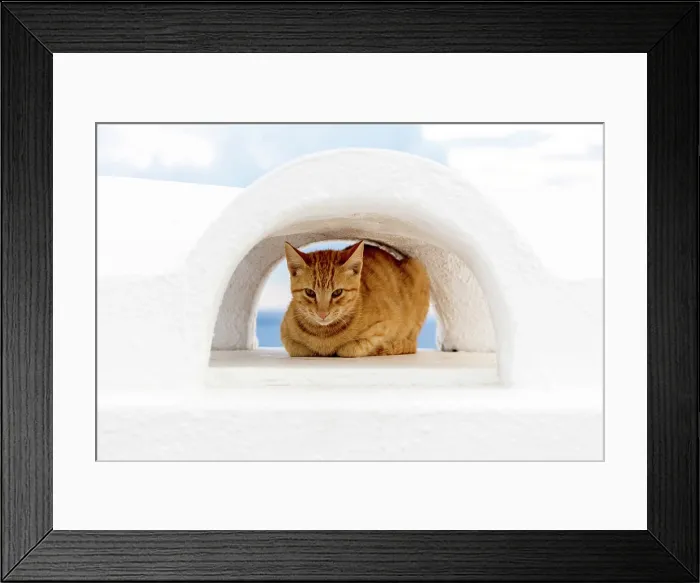 Framed Print : Cat on a white wall, Oia, Santorini, Cyclades Islands, Greece, Europe Framed Print : Cat on a white wall, Oia, Santorini, Cyclades Islands, Greece, Europe