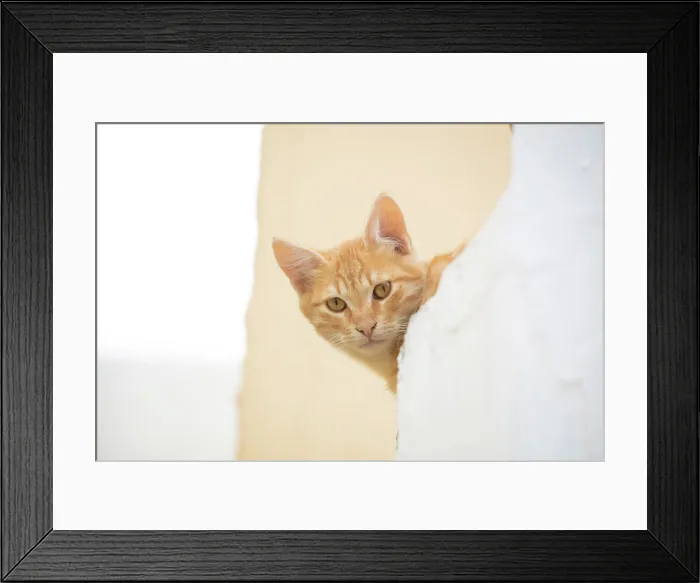 Framed Print : Cat on a white wall, Pyrgos, Santorini, Cyclades Islands, Greece, Europe Framed Print : Cat on a white wall, Pyrgos, Santorini, Cyclades Islands, Greece, Europe