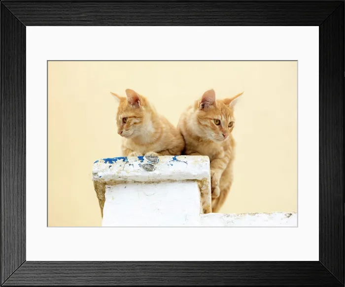 Framed Print : Two cats on a chimney pot, Pyrgos, Santorini, Cyclades Islands, Greece, Europe Framed Print : Two cats on a chimney pot, Pyrgos, Santorini, Cyclades Islands, Greece, Europe