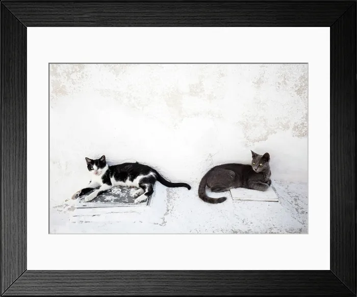 Framed Print : Two cats relaxing in the shade of a white wall, Emporio, Santorini, Cyclades Islands, Greece, Europe Framed Print : Two cats relaxing in the shade of a white wall, Emporio, Santorini, Cyclades Islands, Greece, Europe