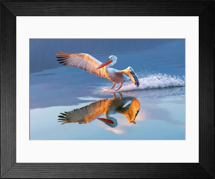Framed Print : Dalmatian Pelican (Pelecanus crispus) landing on Lake Kerkini at sunrise, Northern Greece Framed Print : Dalmatian Pelican (Pelecanus crispus) landing on Lake Kerkini at sunrise, Northern Greece