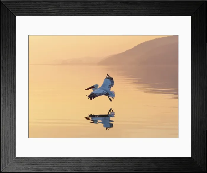 Framed Print : Dalmatian Pelican (Pelecanus crispus) in flight over Lake Kerkini at sunrise, Northern Greece Framed Print : Dalmatian Pelican (Pelecanus crispus) in flight over Lake Kerkini at sunrise, Northern Greece