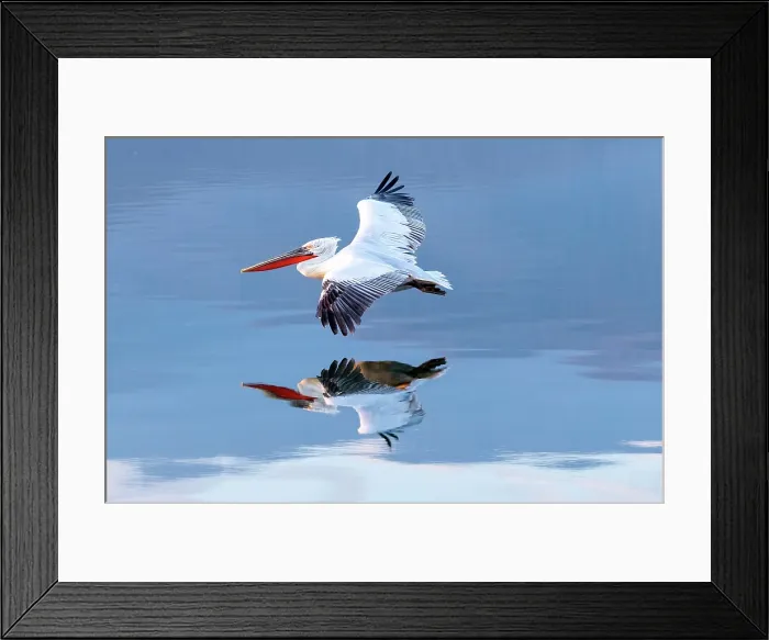 Framed Print : Dalmatian Pelican (Pelecanus crispus) in flight over Lake Kerkini, with reflection, Northern Greece