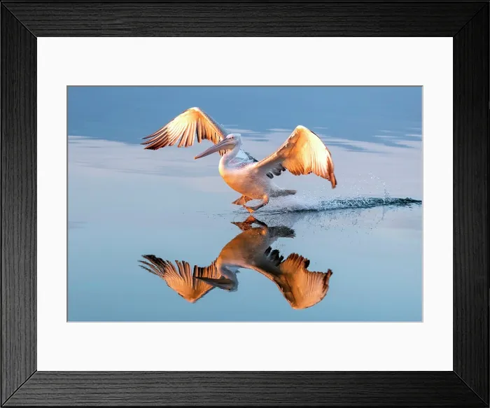 Framed Print : Dalmatian Pelican (Pelecanus crispus) landing on Lake Kerkini at sunrise, Northern Greece Framed Print : Dalmatian Pelican (Pelecanus crispus) landing on Lake Kerkini at sunrise, Northern Greece