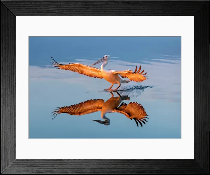 Framed Print : Dalmatian Pelican (Pelecanus crispus) landing on Lake Kerkini at sunrise, Northern Greece Framed Print : Dalmatian Pelican (Pelecanus crispus) landing on Lake Kerkini at sunrise, Northern Greece