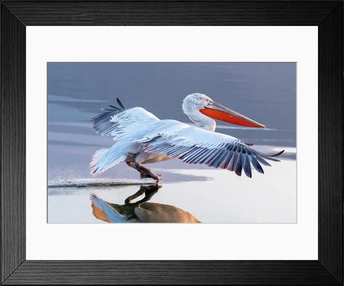 Framed Print : Dalmatian Pelican (Pelecanus crispus) landing on Lake Kerkini, Northern Greece Framed Print : Dalmatian Pelican (Pelecanus crispus) landing on Lake Kerkini, Northern Greece