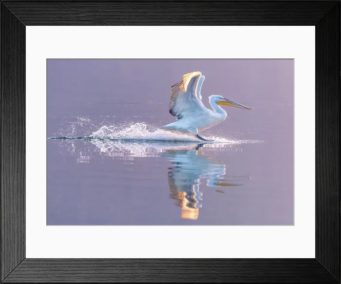 Framed Print : Dalmatian Pelican (Pelecanus crispus) landing on Lake Kerkini, Northern Greece Framed Print : Dalmatian Pelican (Pelecanus crispus) landing on Lake Kerkini, Northern Greece
