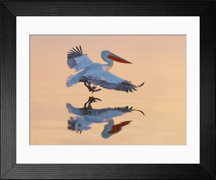 Framed Print : Dalmatian Pelican (Pelecanus crispus) landing on Lake Kerkini, at sunrise, Northern Greece Framed Print : Dalmatian Pelican (Pelecanus crispus) landing on Lake Kerkini, at sunrise, Northern Greece