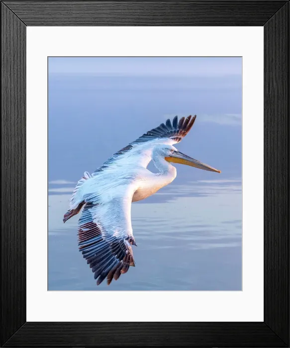 Framed Print : Dalmatian Pelican (Pelecanus crispus) in flight over Lake Kerkini, Northern Greece Framed Print : Dalmatian Pelican (Pelecanus crispus) in flight over Lake Kerkini, Northern Greece