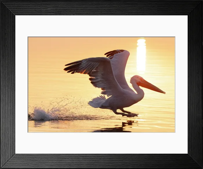 Framed Print : Dalmatian Pelican (Pelecanus crispus) landing on Lake Kerkini, at sunrise, Northern Greece Framed Print : Dalmatian Pelican (Pelecanus crispus) landing on Lake Kerkini, at sunrise, Northern Greece