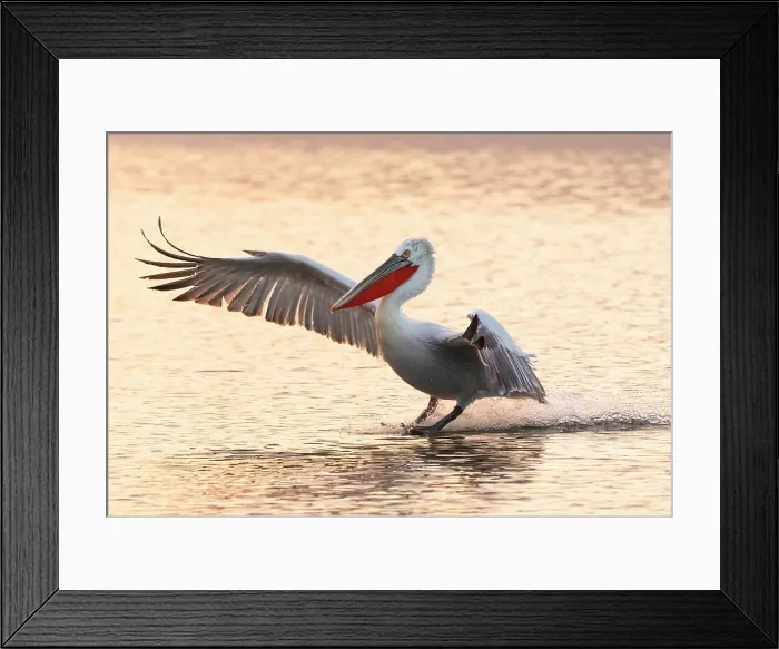 Framed Print : Dalmatian Pelican (Pelecanus crispus) landing on Lake Kerkini, at sunrise, Northern Greece Framed Print : Dalmatian Pelican (Pelecanus crispus) landing on Lake Kerkini, at sunrise, Northern Greece
