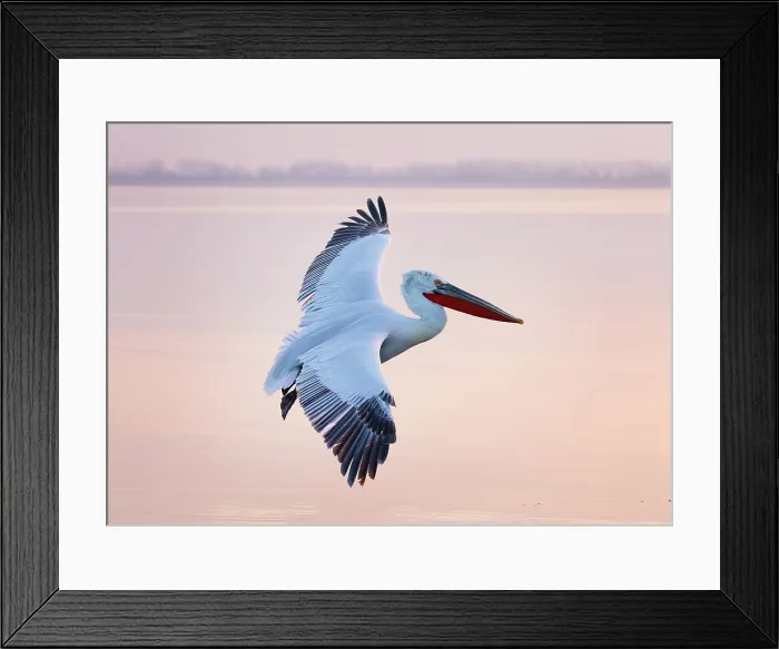 Framed Print : Dalmatian Pelican (Pelecanus crispus) in flight over Lake Kerkini, at sunrise, Northern Greece Framed Print : Dalmatian Pelican (Pelecanus crispus) in flight over Lake Kerkini, at sunrise, Northern Greece