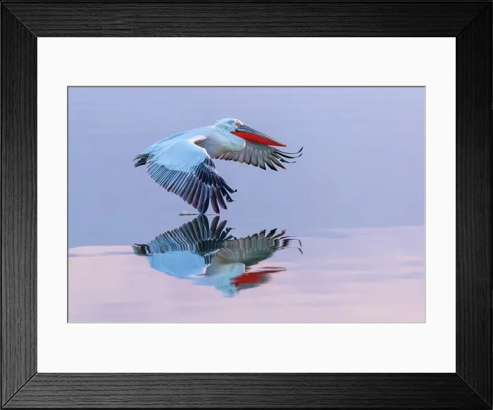 Framed Print : Dalmatian Pelican (Pelecanus crispus) in flight over Lake Kerkini, Northern Greece Framed Print : Dalmatian Pelican (Pelecanus crispus) in flight over Lake Kerkini, Northern Greece