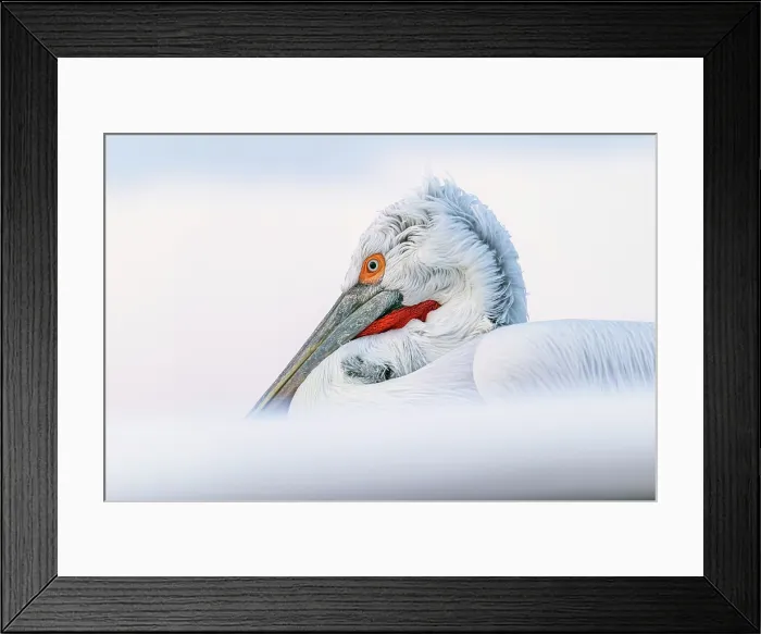 Framed Print : Dalmatian Pelican (Pelecanus crispus), Lake Kerkini, Northern Greece Framed Print : Dalmatian Pelican (Pelecanus crispus), Lake Kerkini, Northern Greece