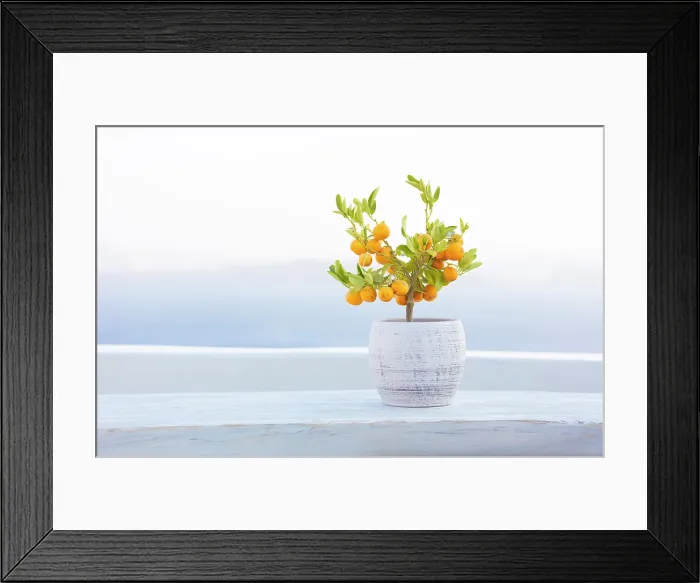 Framed Print : Dwarf orange plant on whitewashed table with caldera view behind, Oia, Santorini, Cyclades Islands, Greece, Europe Framed Print : Dwarf orange plant on whitewashed table with caldera view behind, Oia, Santorini, Cyclades Islands, Greece, Europe