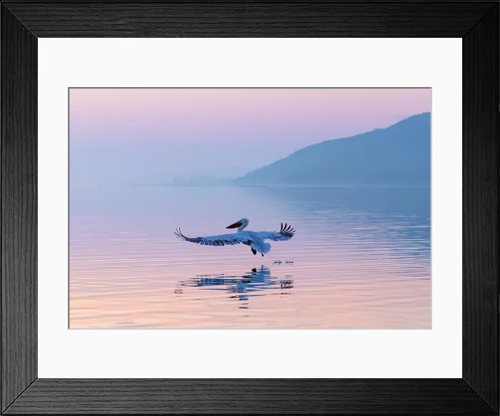 Framed Print : Dalmatian Pelican (Pelecanus crispus) landing on Lake Kerkini, at dawn, Northern Greece Framed Print : Dalmatian Pelican (Pelecanus crispus) landing on Lake Kerkini, at dawn, Northern Greece