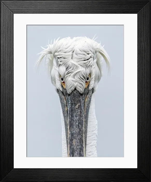 Framed Print : Dalmatian Pelican (Pelecanus crispus), Lake Kerkini, Northern Greece Framed Print : Dalmatian Pelican (Pelecanus crispus), Lake Kerkini, Northern Greece