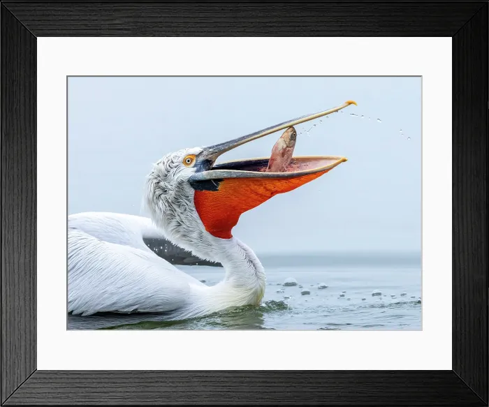 Framed Print : Dalmatian Pelican (Pelecanus crispus) with a fish in its bill, Lake Kerkini, Northern Greece Framed Print : Dalmatian Pelican (Pelecanus crispus) with a fish in its bill, Lake Kerkini, Northern Greece