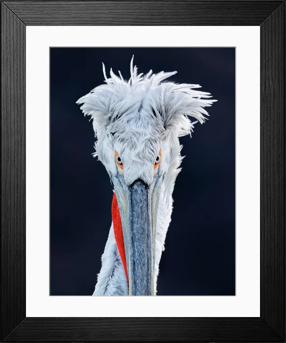 Framed Print : Dalmatian Pelican (Pelecanus crispus), Lake Kerkini, Northern Greece Framed Print : Dalmatian Pelican (Pelecanus crispus), Lake Kerkini, Northern Greece
