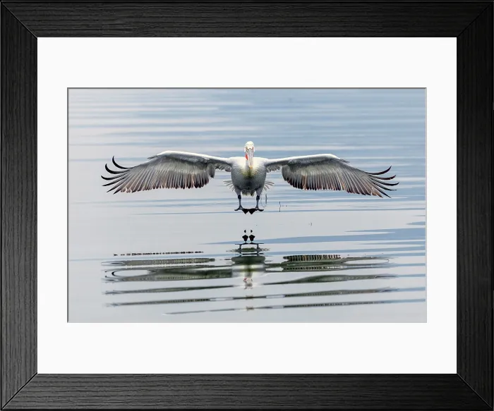 Framed Print : Dalmatian Pelican (Pelecanus crispus) in flight over Lake Kerkini, Northern Greece Framed Print : Dalmatian Pelican (Pelecanus crispus) in flight over Lake Kerkini, Northern Greece