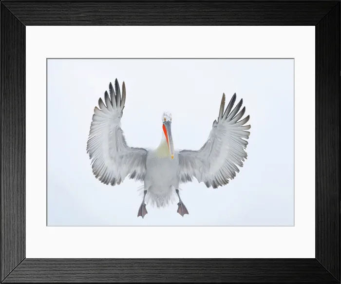 Framed Print : Dalmatian Pelican (Pelecanus crispus) in flight over Lake Kerkini, Northern Greece Framed Print : Dalmatian Pelican (Pelecanus crispus) in flight over Lake Kerkini, Northern Greece