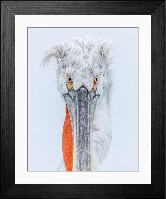 Framed Print : Dalmatian Pelican (Pelecanus crispus), Lake Kerkini, Northern Greece Framed Print : Dalmatian Pelican (Pelecanus crispus), Lake Kerkini, Northern Greece