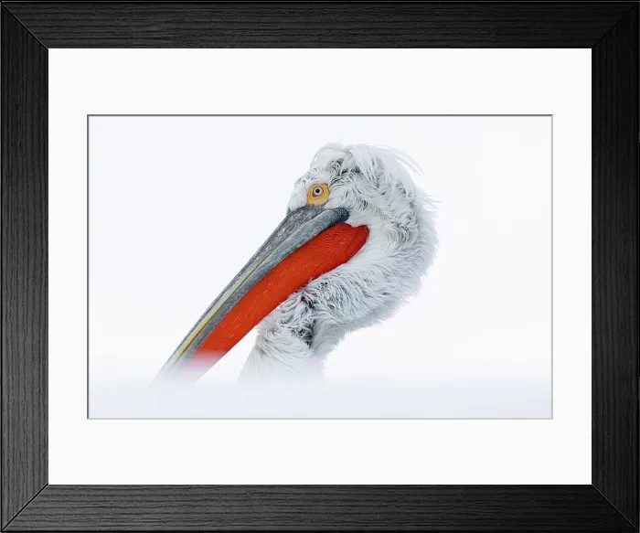Framed Print : Dalmatian Pelican (Pelecanus crispus), Lake Kerkini, Northern Greece Framed Print : Dalmatian Pelican (Pelecanus crispus), Lake Kerkini, Northern Greece