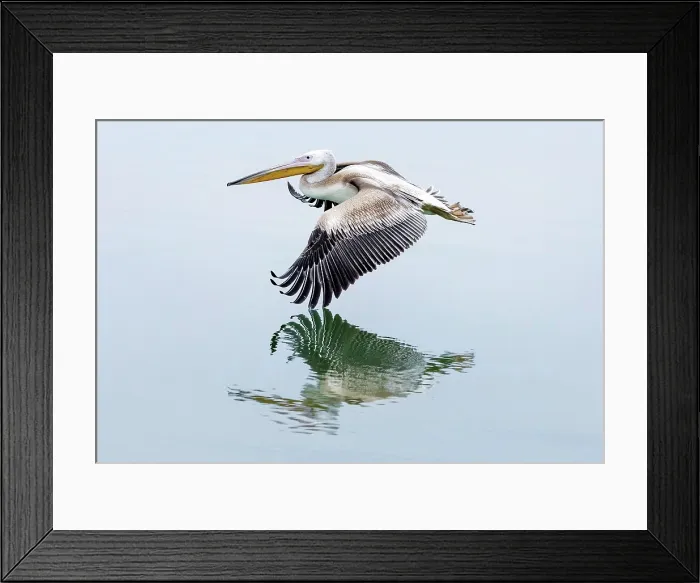 Framed Print : Great white Pelican in flight over Lake Kerkini, Northern Greece Framed Print : Great white Pelican in flight over Lake Kerkini, Northern Greece