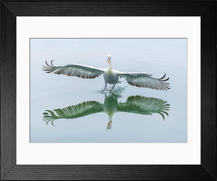 Framed Print : Dalmatian Pelican (Pelecanus crispus) landing on Lake Kerkini, Northern Greece Framed Print : Dalmatian Pelican (Pelecanus crispus) landing on Lake Kerkini, Northern Greece