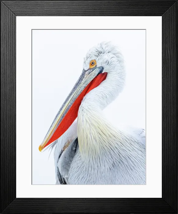 Framed Print : Dalmatian Pelican (Pelecanus crispus), Lake Kerkini, Northern Greece Framed Print : Dalmatian Pelican (Pelecanus crispus), Lake Kerkini, Northern Greece