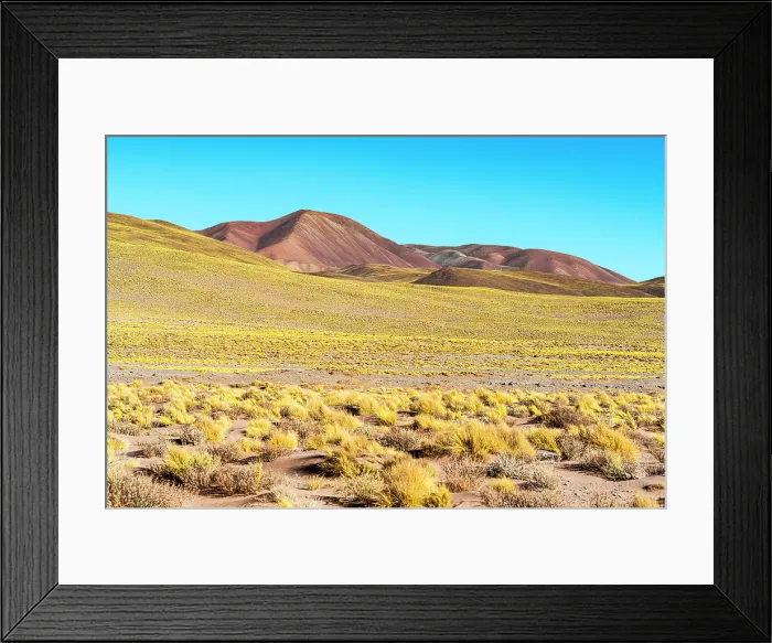 Framed Print : Yellow bushes, Salar de Pocitos, Puna de Atacama, Argentina Framed Print : Yellow bushes, Salar de Pocitos, Puna de Atacama, Argentina