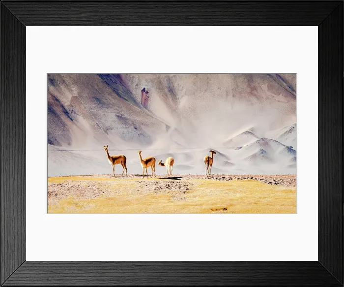 Framed Print : Wild vicunas, Puna, Argentina Framed Print : Wild vicunas, Puna, Argentina