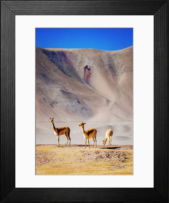 Framed Print : Vicunas grazing on the Andes altiplano, Puna, Argentina Framed Print : Vicunas grazing on the Andes altiplano, Puna, Argentina