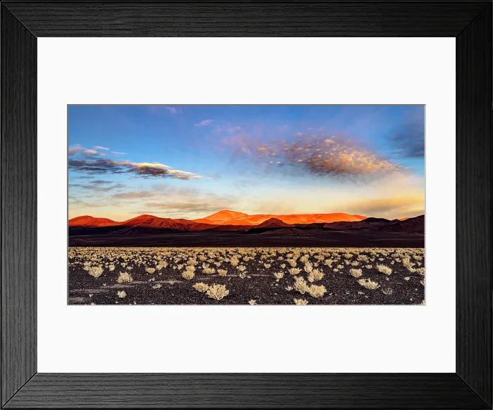 Framed Print : Shrubs on the Andean altiplano, Puna, Argentina Framed Print : Shrubs on the Andean altiplano, Puna, Argentina