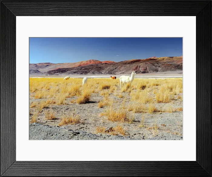 Framed Print : Llamas in the high-altitude landscape of the Puna, Salar de Antofalla, Catamarca, Argentina Framed Print : Llamas in the high-altitude landscape of the Puna, Salar de Antofalla, Catamarca, Argentina