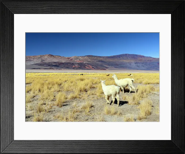 Framed Print : Llamas among yellow bushes, Puna Plateau, Salar de Antofalla, Catamarca, Argentina Framed Print : Llamas among yellow bushes, Puna Plateau, Salar de Antofalla, Catamarca, Argentina